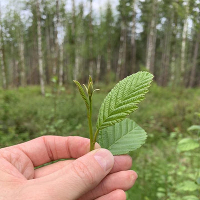 INTRODUCING NORTHWEST ALDER LEAF RESERVE SERIES HERBAL INFUSION - ノースウエストアルダーリーフのご紹介