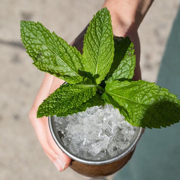 MEDITERRANEAN MINT JULEP