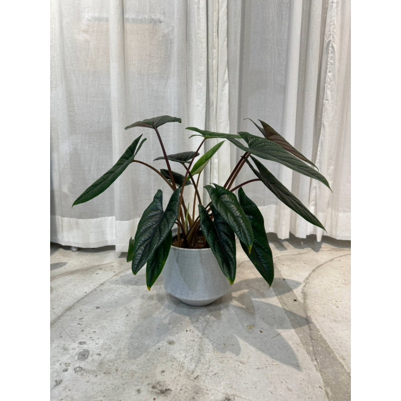 御祝い用 観葉植物(横浜) – Smith Teamaker Japan 御祝い用 観葉植物(横浜) – Smith Teamaker Japan