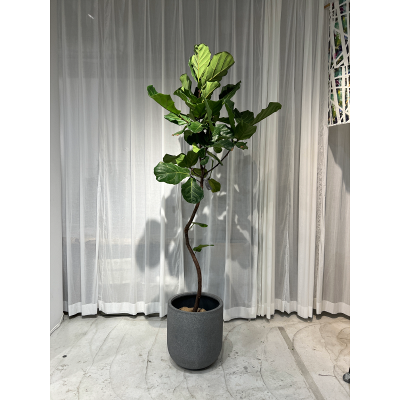 御祝い用 観葉植物(横浜) – Smith Teamaker Japan 御祝い用 観葉植物(横浜) – Smith Teamaker Japan