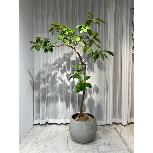 Untitled_4_42a53add-e10b-46c0-