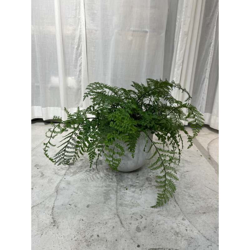 御祝い用 観葉植物(横浜) – Smith Teamaker Japan 御祝い用 観葉植物(横浜) – Smith Teamaker Japan